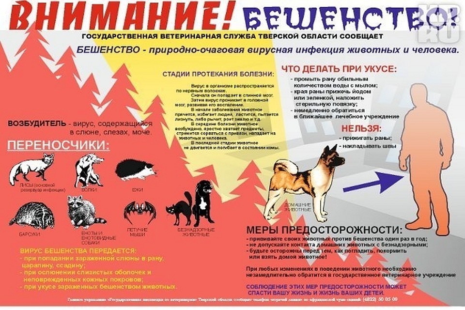 Если укусило животное, бегом к врачу