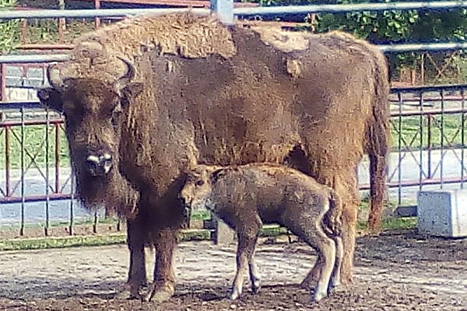 Зубрят в зоопарке в Гродно не было несколько лет. Фото: гродненский зоопарк