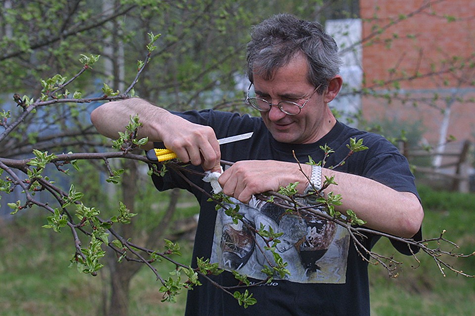 Серьезную обрезу деревьев и кустарников нужно проводить весной. Но сейчас важно избавиться от сухих ветвей - скорее всего, в них гнездятся болезни