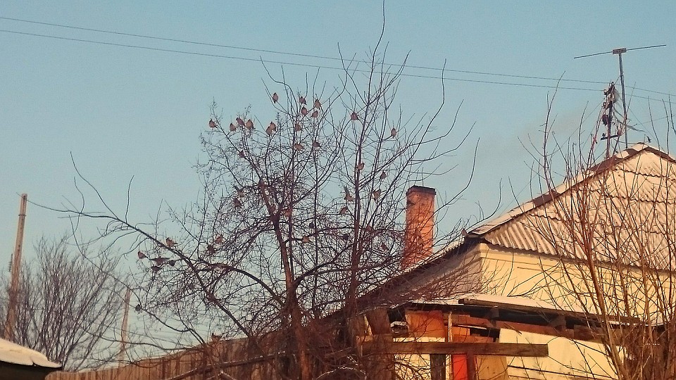 Красноярск оккупировали стаи свиристелей.