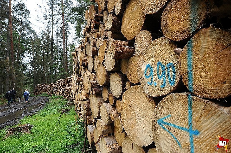 Незаконную вырубку обещают остановить