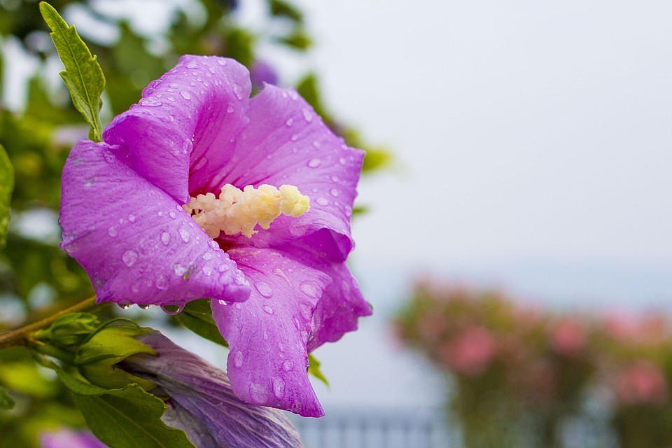Фото: pixabay.com