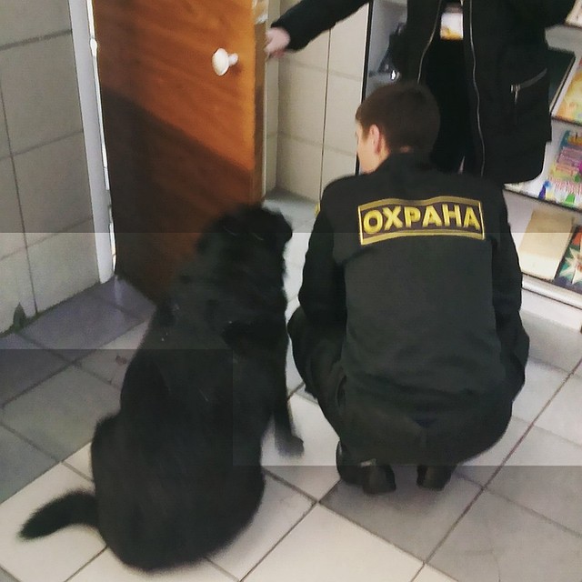 Моню считают самой знаменитой собакой в Коми