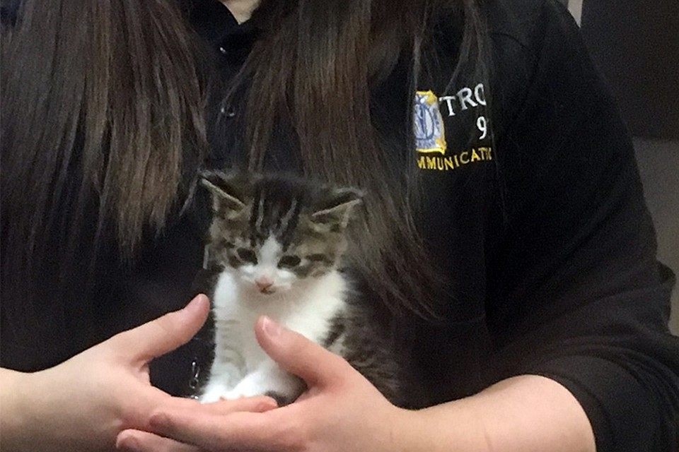 Трехмесячный котенок стал офицером полиции США. Фото: Troy Police Department