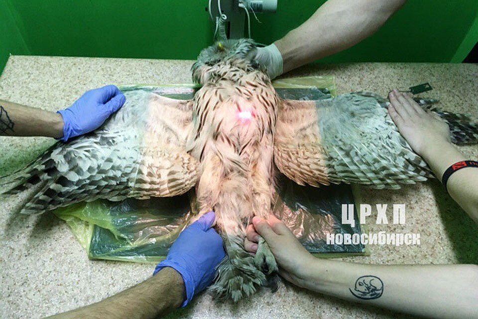 Пострадавшей сове сделали рентген, который выявил травму головы. Фото со страницы vk.com/birds54