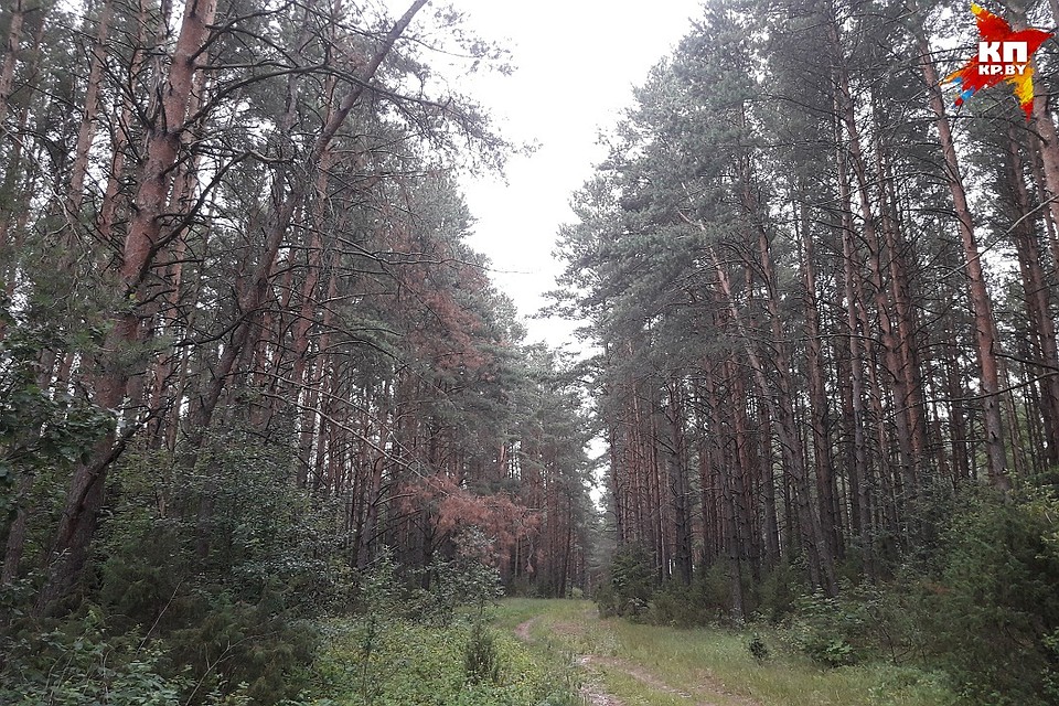 В Министерстве лесного хозяйства усиленно готовятся отстоять леса в пожароопасный период.