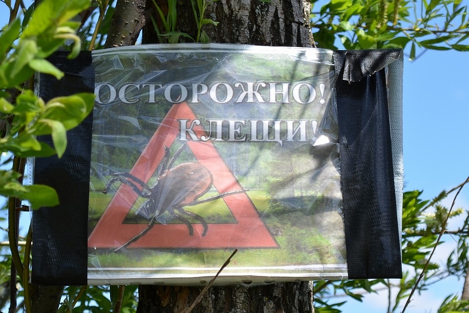В Липецкой области активизировались клещи