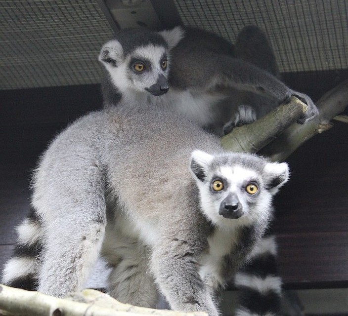 Фото: vk.com/club_udm_zoo
