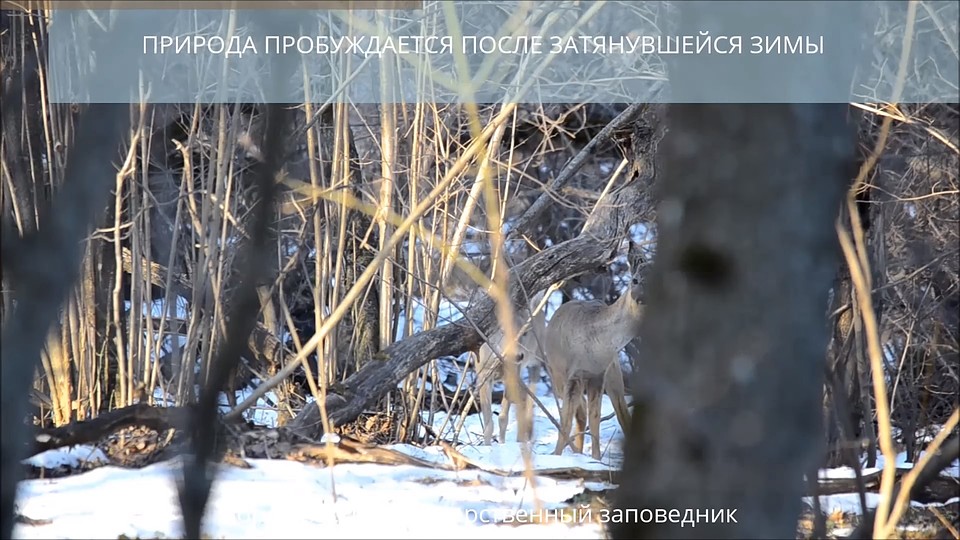Фото: скриншот видеозаписи.