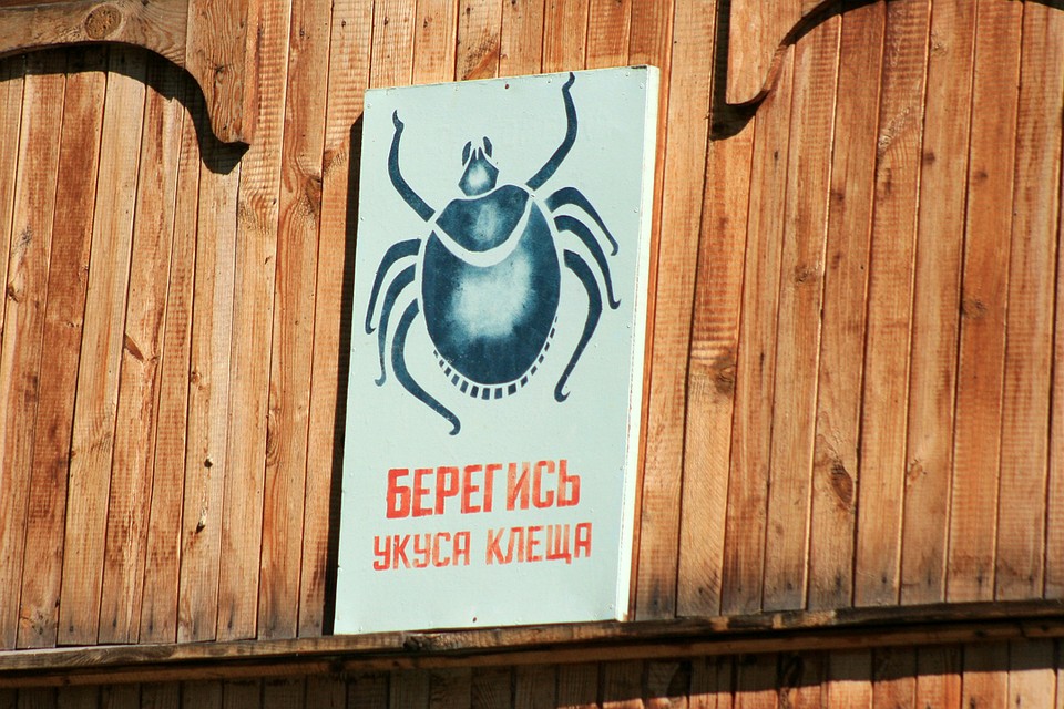 Специалисты говорят о более низкой активности клещей в 2018 году