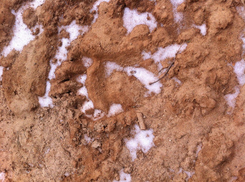 Александр Вахнин сделал фото медвежьих следов в районе Объячево