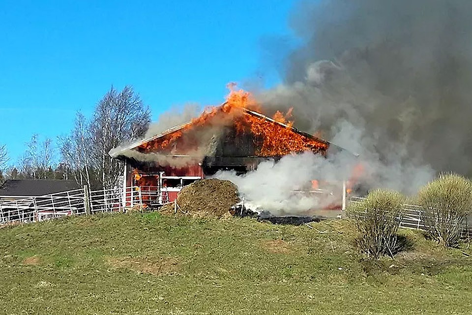 В Финляндии во время крупного пожара в коровнике погибли десятки животных. Фото: Pohjois-Savon pelastuslaitos