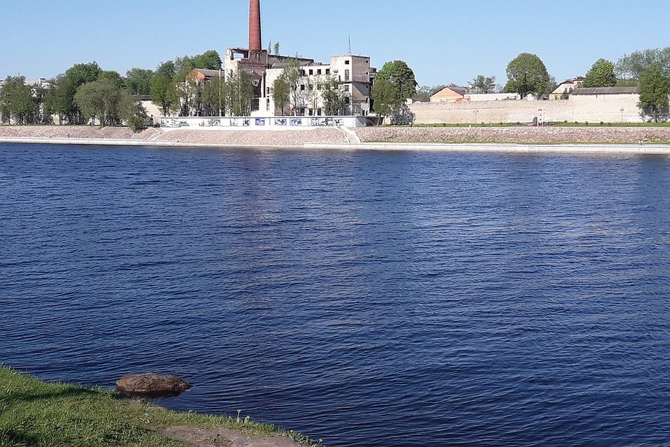 Животное прибило к берегу в центре города. Фото: Ксения Данилова, группа «Жесть по-Псковски» в социальной сети «ВКонтакте».