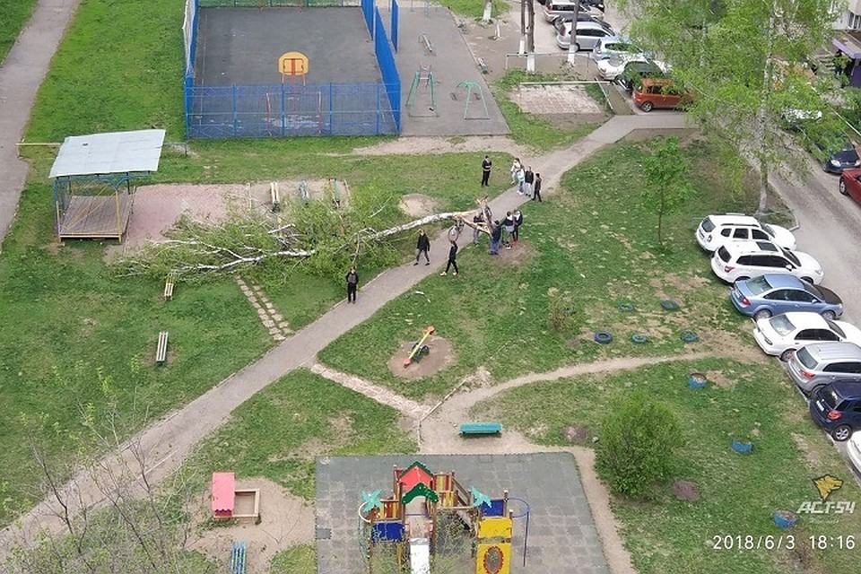 На Ипподромской во дворе упала береза.