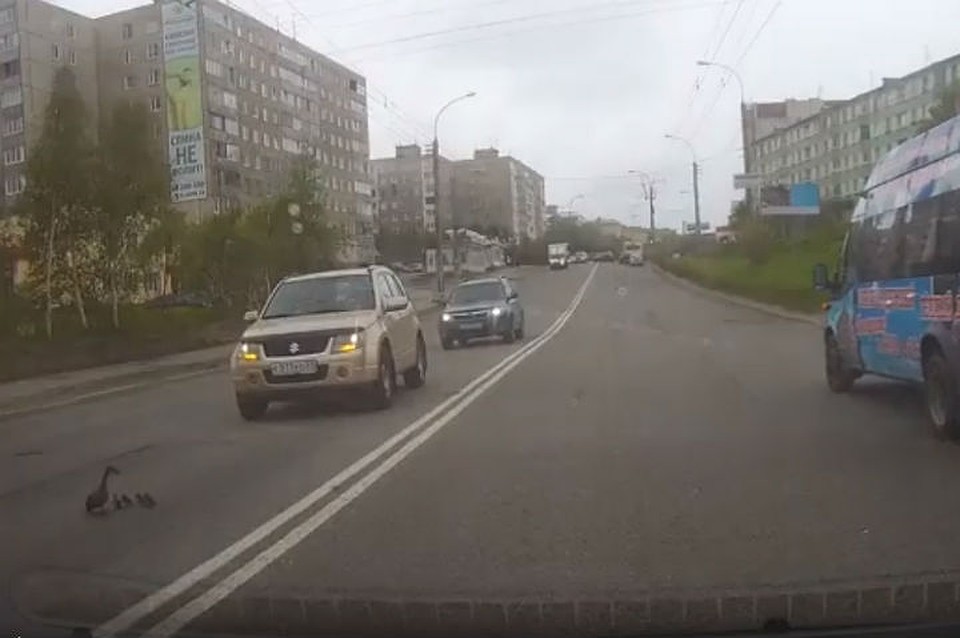 Мама-утка с малышами едва не попала под колеса. Хорошо водители успели вовремя остановиться. Фото: скриншот видео
