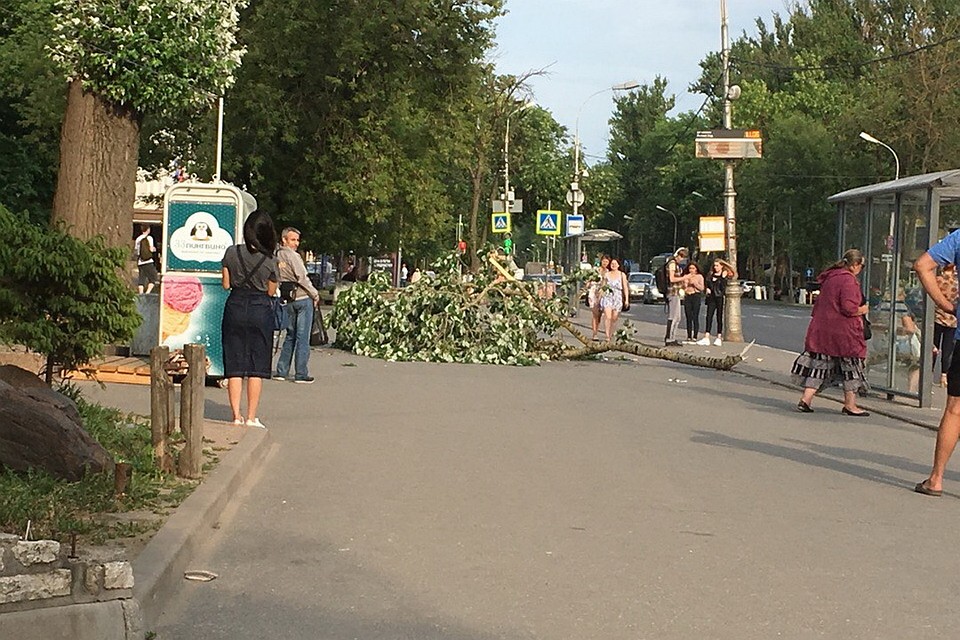 К счастью, ветка никого не задела. Фото: Саня Ницен.