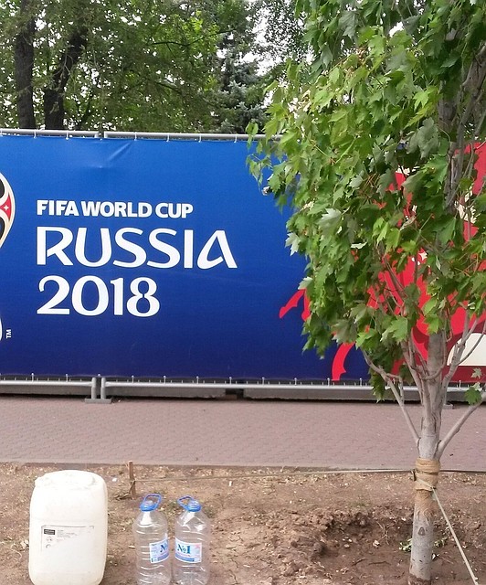 Ростовчане переживают из-за того, что в жару деревья не поливают. Фото: ВК "Регион 61 | Ростов-на-Дону"