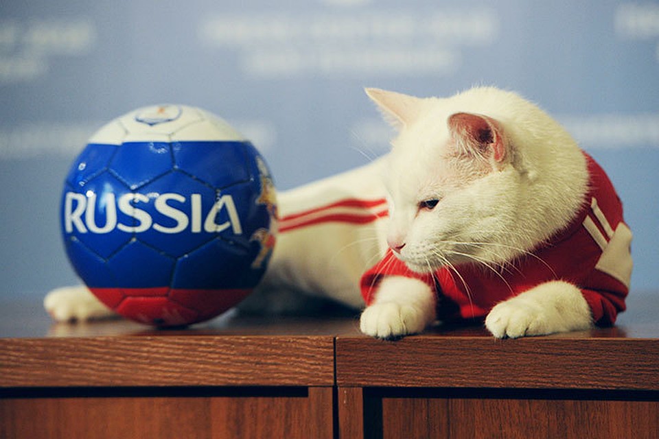 Кот Ахилл.