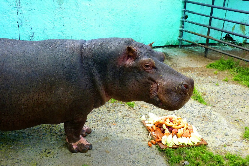 Фото: vk.com/bol_zoo