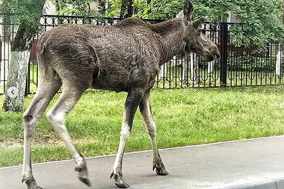 Фото: соцсети