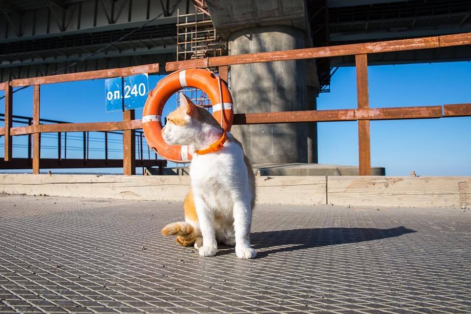 Коту по душе бетон рабочего моста. Фото: Кот Моста/Facebook.