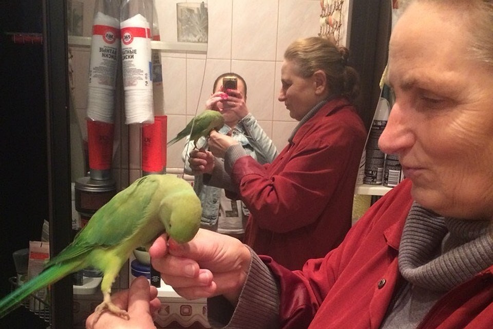Пепи нашла своих хозяев Фото: vk.com/spb_today