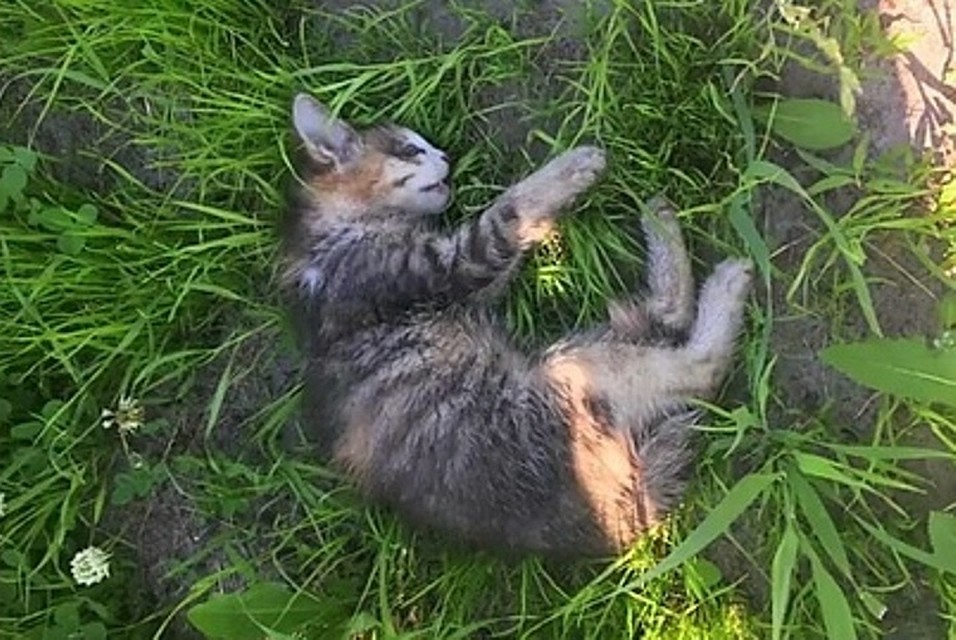 Один из двух котят погиб. Фото из социальной сети ВКонтакте