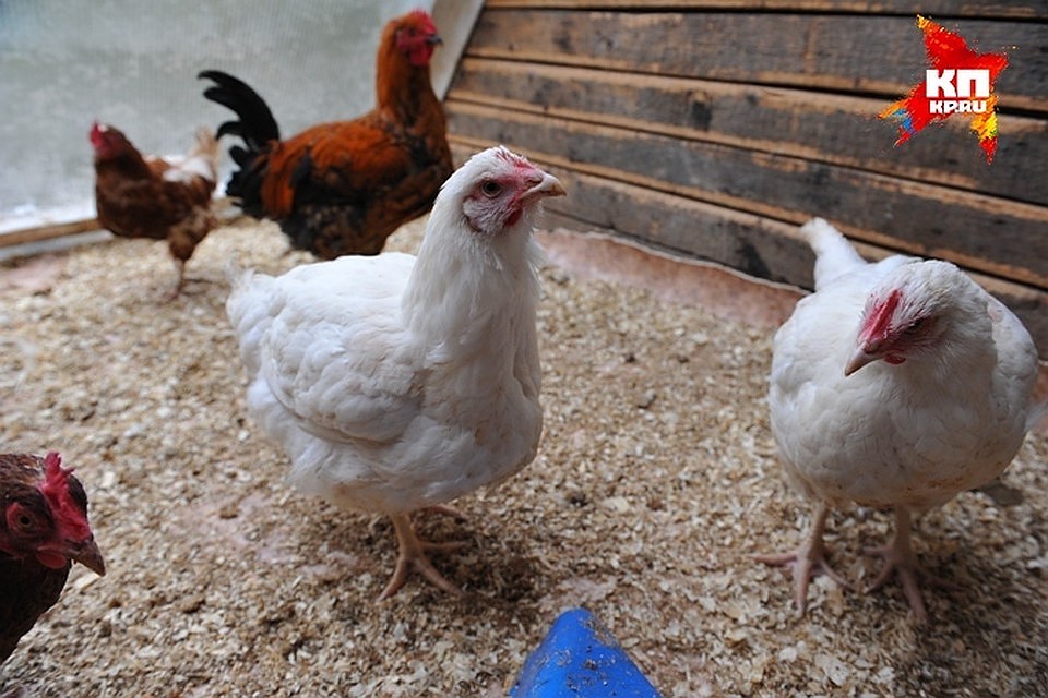 Новооскольскую продукцию запретили экспортировать в страны ЕАЭС