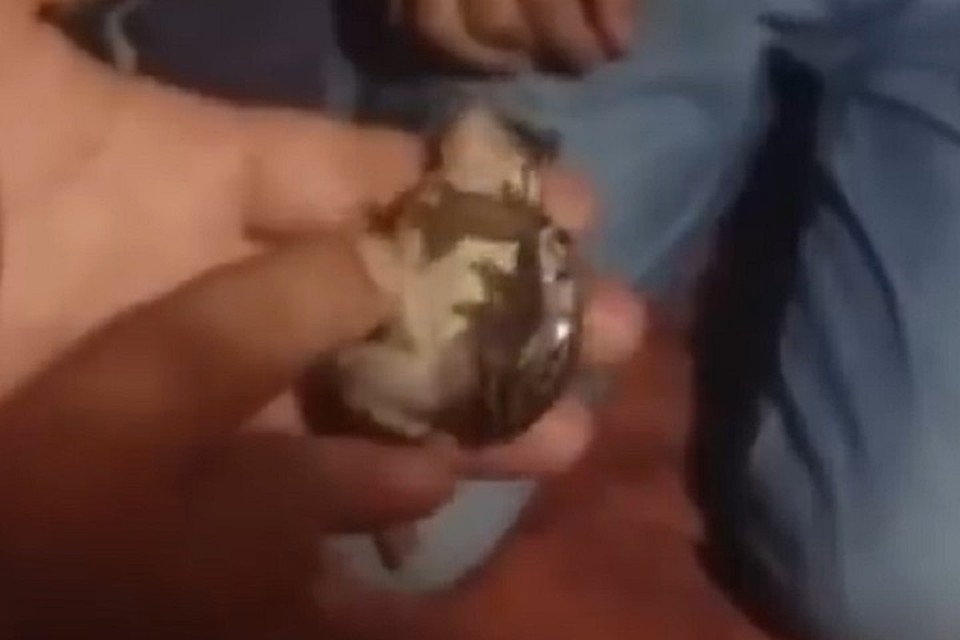 Видео с лягушкой вызвало споры в интернете. Фото: Валентин Лутаев.