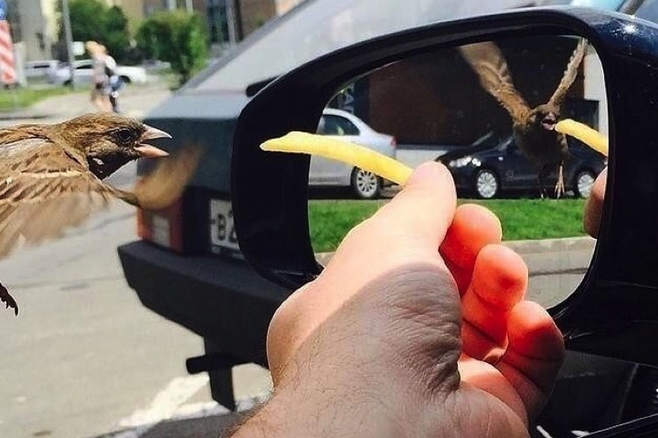 Клюет одна птичка, а отражается словно бы другая.