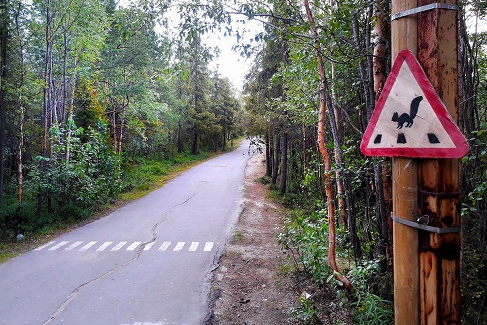 Беличий знак разместили в мончегорском парке, «изюминкой» которого как раз и считается изобилие пушного зверька. Фото: Анастасия Кран