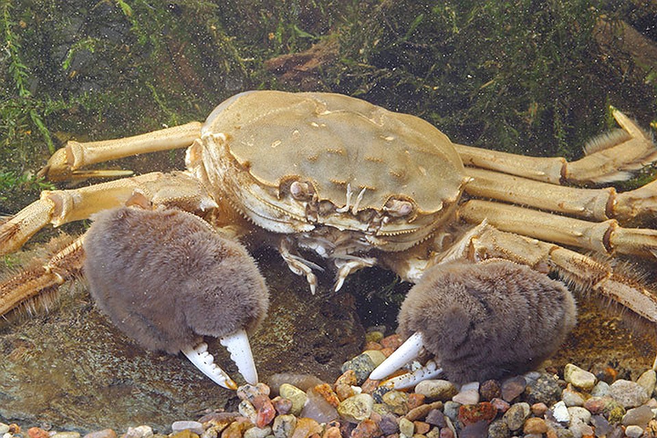 Китайский мохнорукий краб. Фото: с сайта ZooPicture.ru