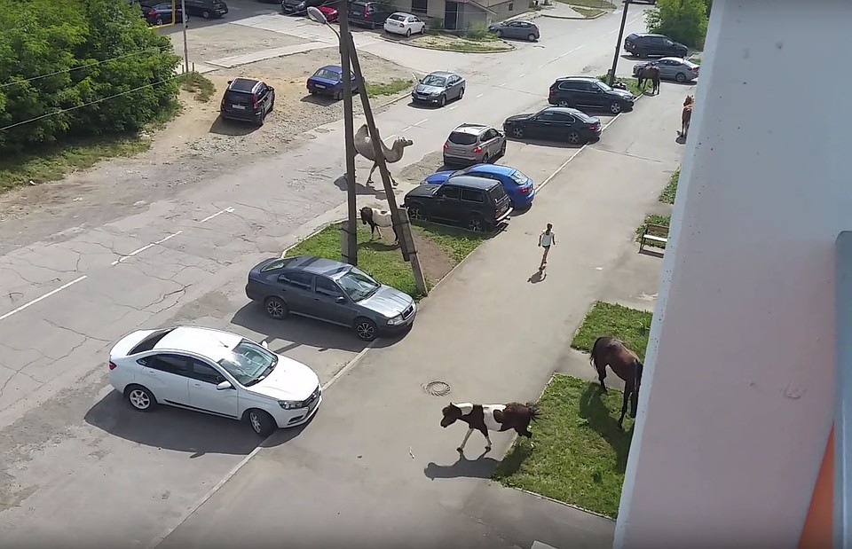Стоп-кадр из видео жителя Озерска Романа Крупинина.