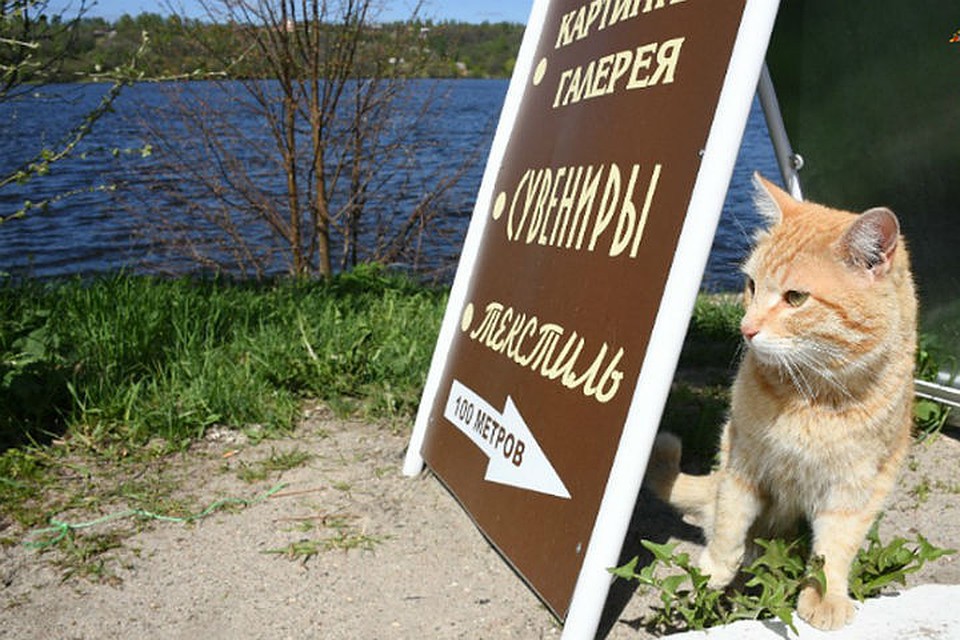 В Иркутске во врем акции "Рекламный патруль" снесли около двух тысяч баннеров.