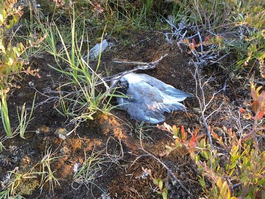 Большое количество трупов чаек в одном месте встревожило общественность