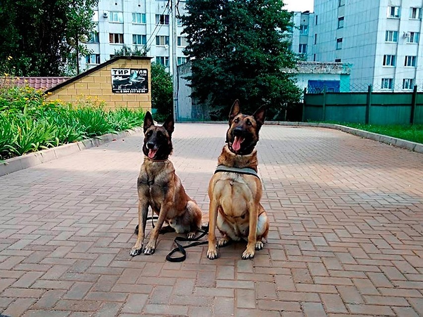 Фото: с сайта УМВД России по Белгородской области.