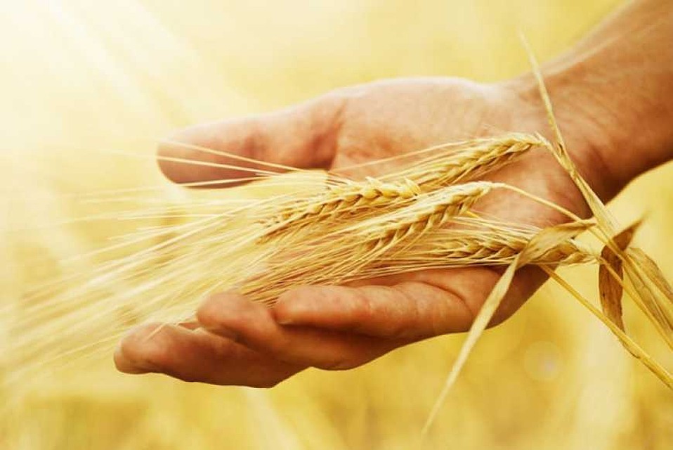 ФОТО: архив сайта agro-trade.org