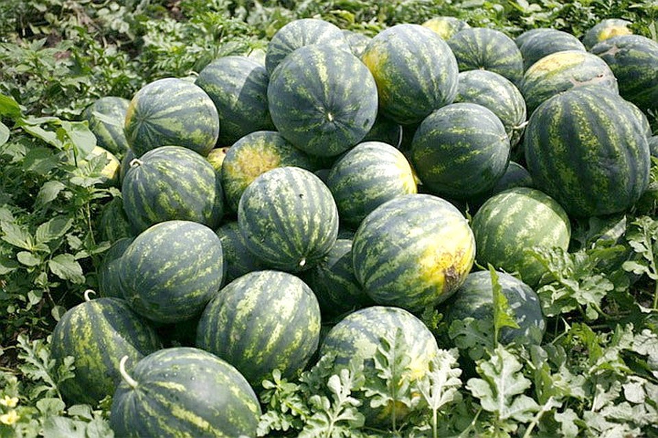 В Финляндии ожидается рекордный урожай арбузов. Фото: с сайта farmerportal.ru