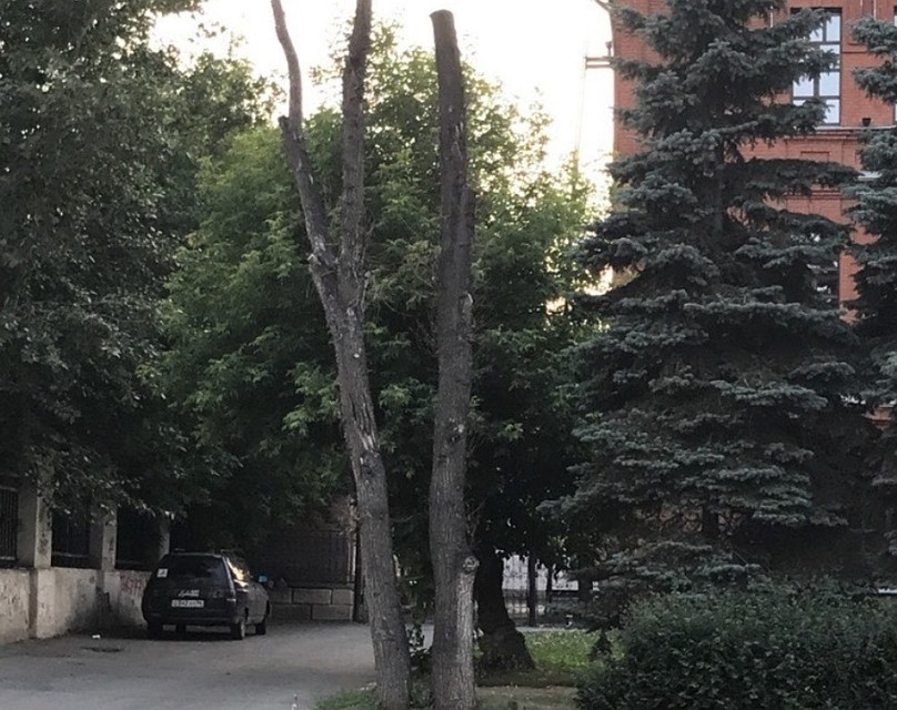 Погибшее после варварской обрезки дерево на ул. Красная, 38 власти оценили в 19,2 тыс рублей. Фото: группа «Гражданский патруль» vc.com