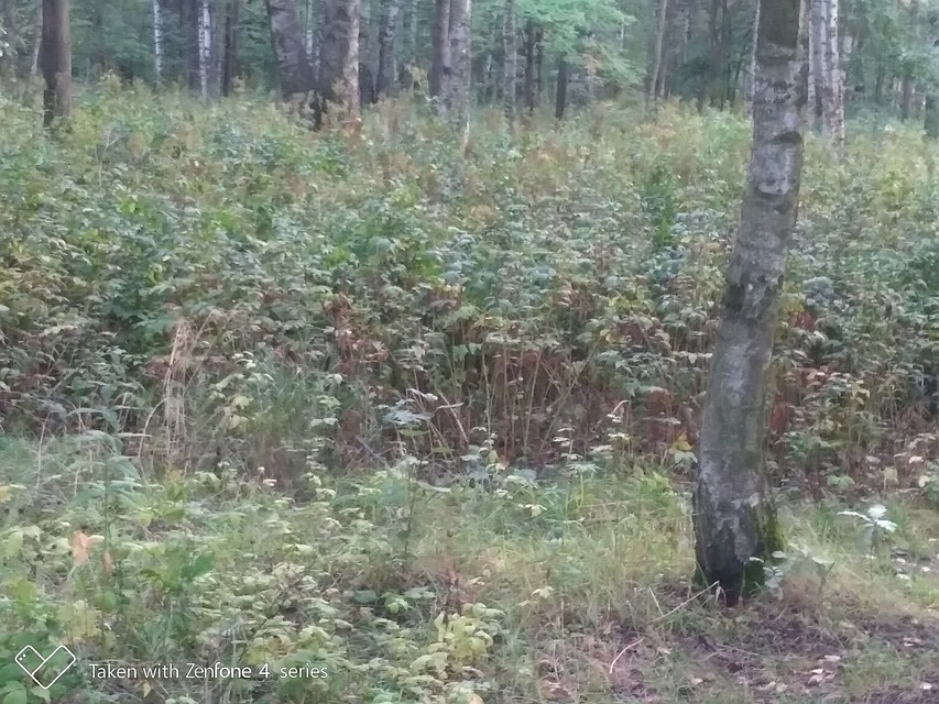 Девушку пытались изнасиловать в парке на этом месте Фото: предоставлено родственниками медсестры