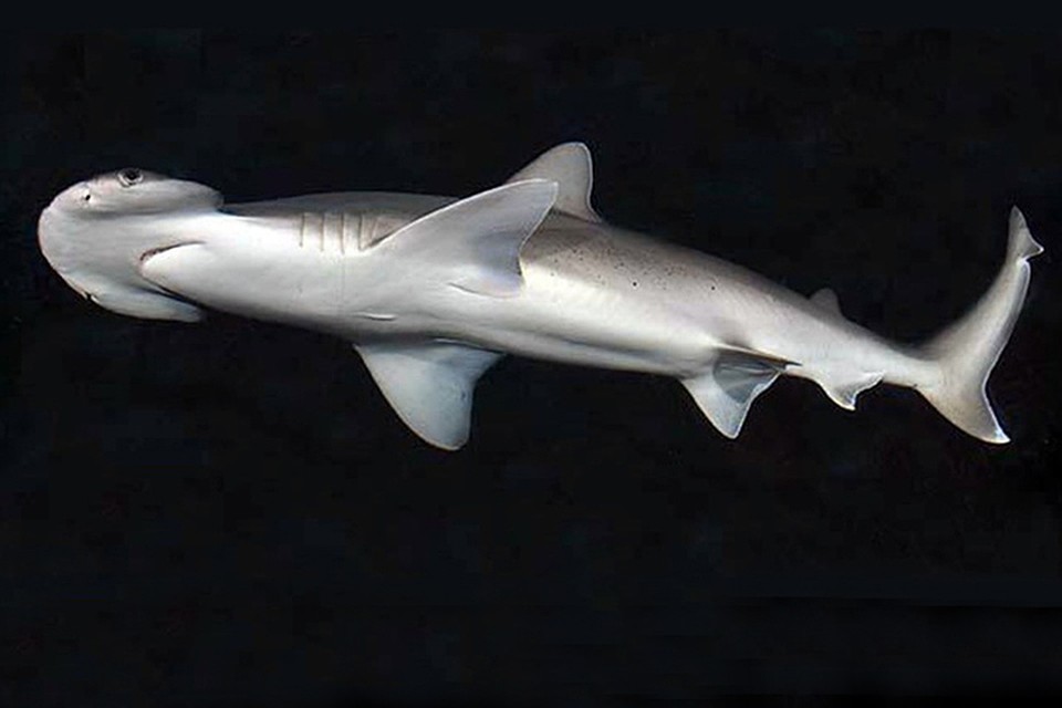 Фото D. Ross Robertson/Wikimedia Commons.