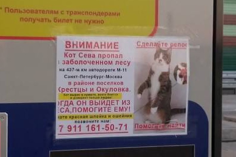 На трассе М-11 нашли потерявшегося в июле кота Севу. Фото: "Автодор"