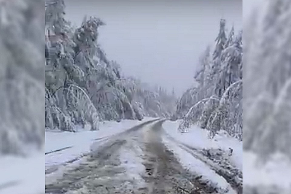 На видео запечатлены толстый слой снега и поломанные под его весом деревья. Фото: скриншот видео.