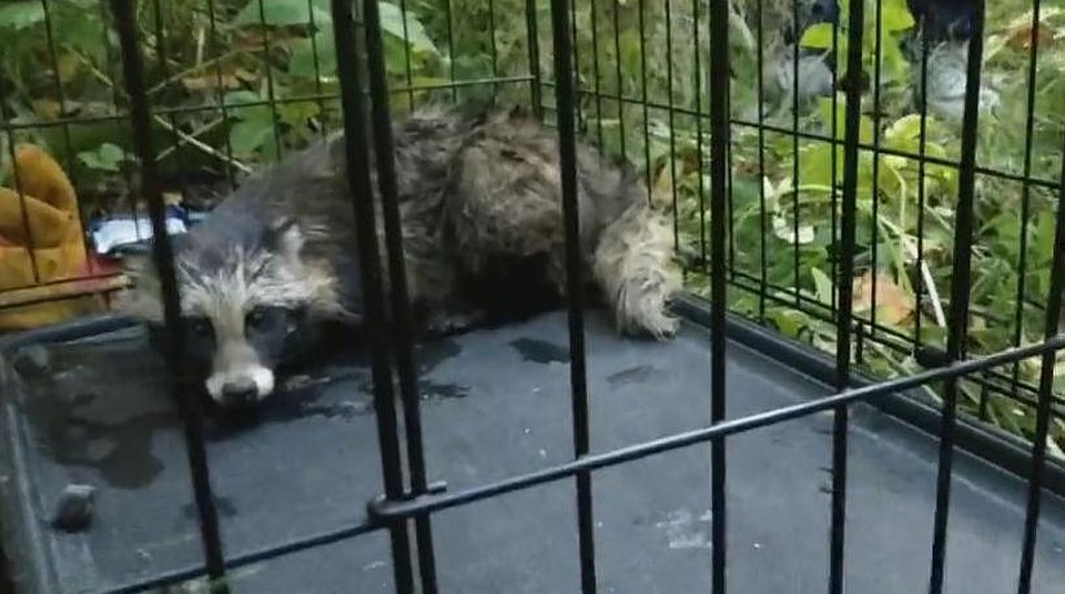 Скриншот с видео Галины Море из соцсетей