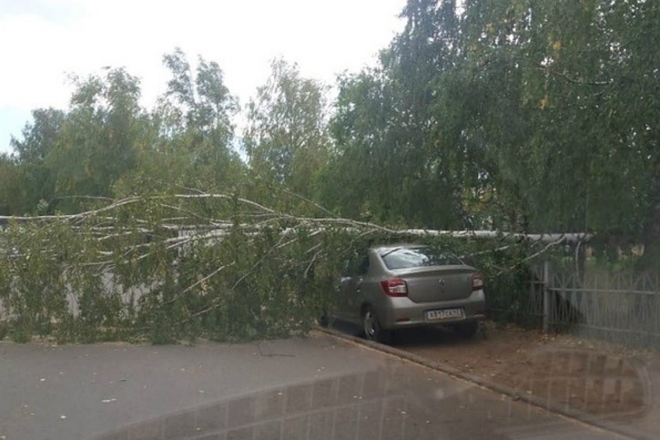 Ветер поломал молодую березу в Вятских Полянах. Фото: vp43.ru