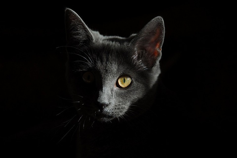 Фото: pixabay.com