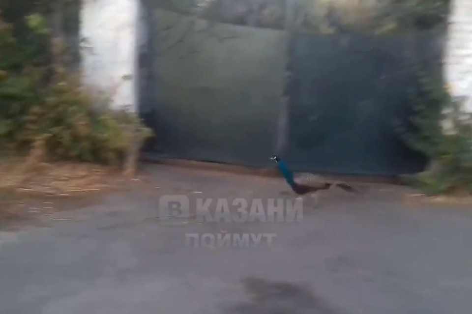 Фото: скриншот.