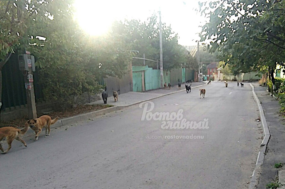 Фото из группы ВК "Ростов Главный".