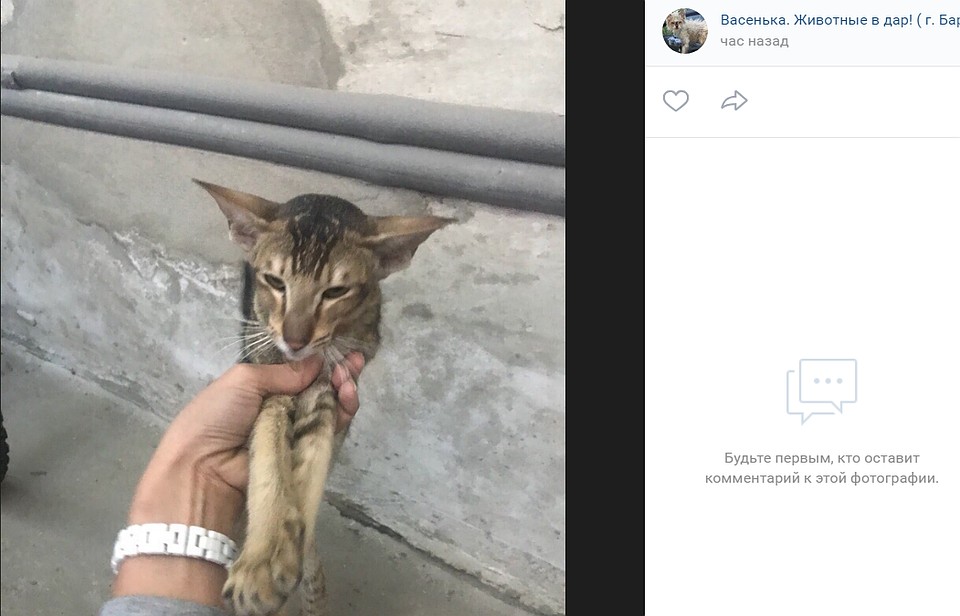 И сейчас разыскивают его хозяев
