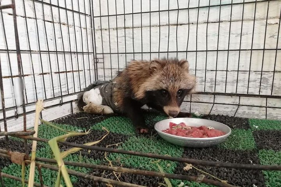 Зверю сильно досталось, но он уже идет на поправку. Фото: зоопарк "Садгород"